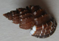 /products/scalptia-textilis-kiener-1841/
